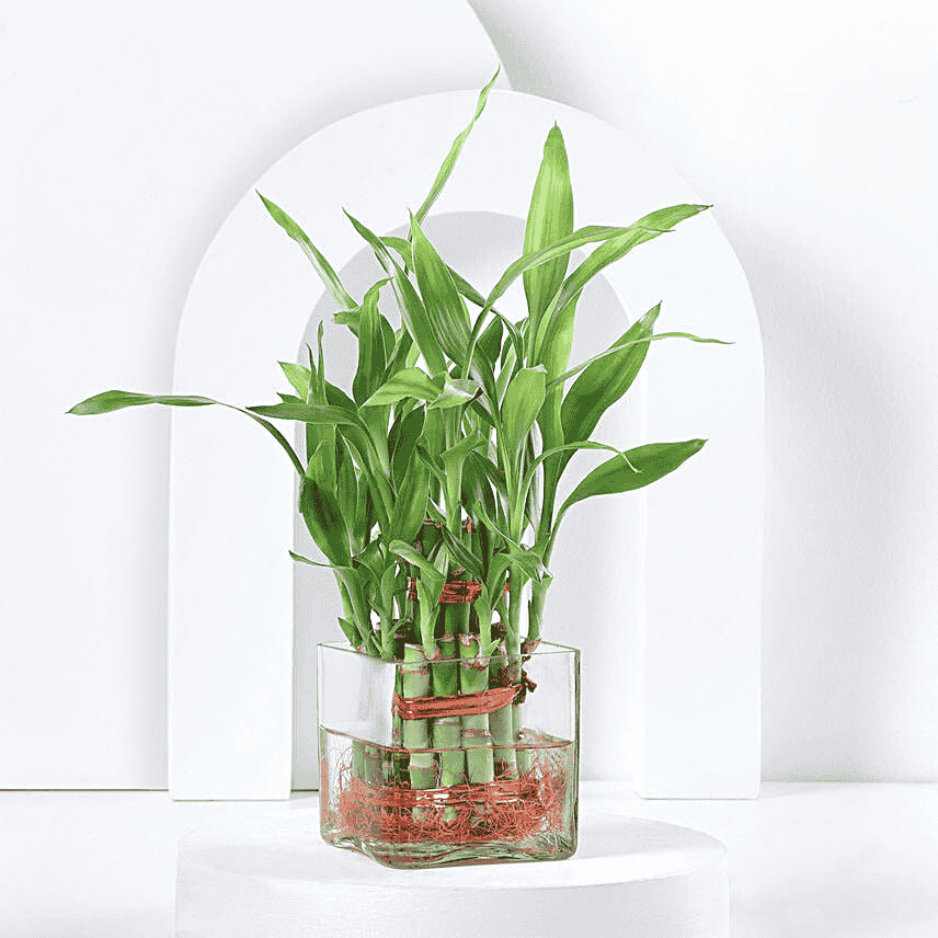 Two Layer Lucky Bamboo in Glass Vase - TF Cakes Online Delivery Freshly baked handcrafted Two Layer Lucky Bamboo in Glass Vase – Cake design by TF Cakes